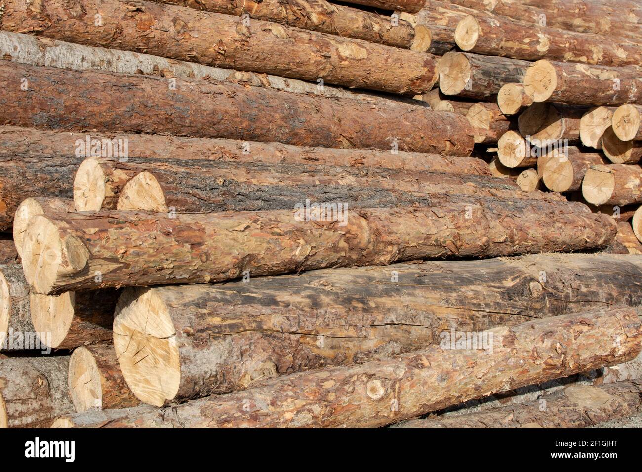 Baumstämme Kiefer Pile, die Holzfällerholz Wald Holzindustrie. Banner der Holzstämme Holzernte im Wald. Kiefernholz Nahaufnahme. Stockfoto