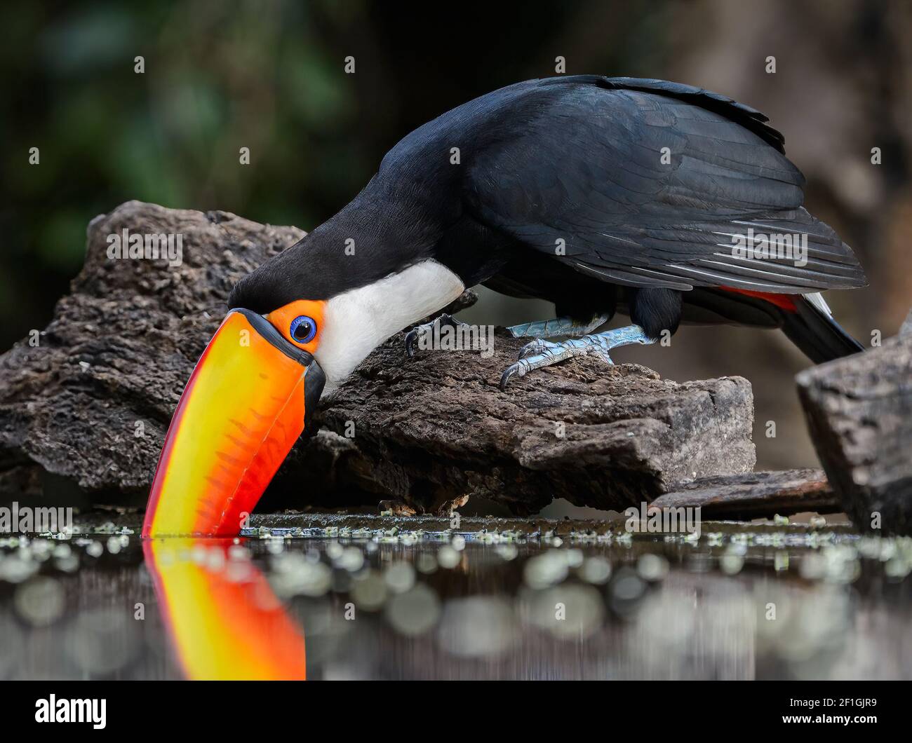 Toco Toucan (Ramphastos toco) Trinkwasser, Pantanal, Brasilien Stockfoto