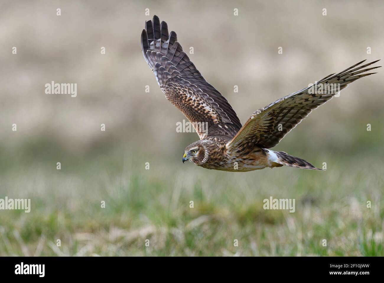 Weibliche nördliche Harrier (Circus hudsonius) Im Flug mit weichem unscharfem Hintergrund Stockfoto