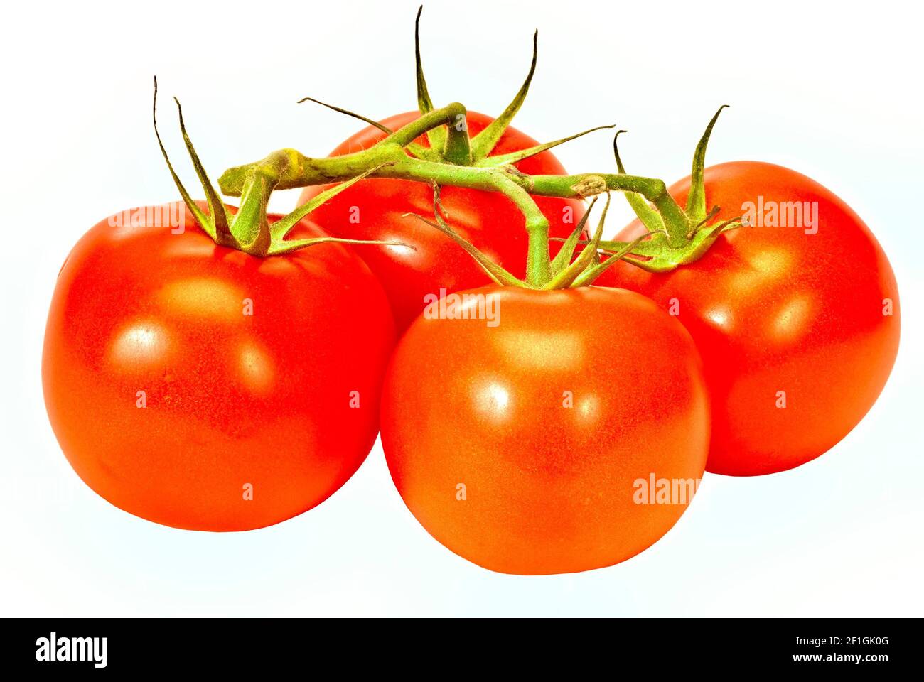 Horizontale Aufnahme von vier roten reifen Tomaten auf der Rebe auf weißem Hintergrund. Dies ist ein überarbeitetes Bild. Stockfoto