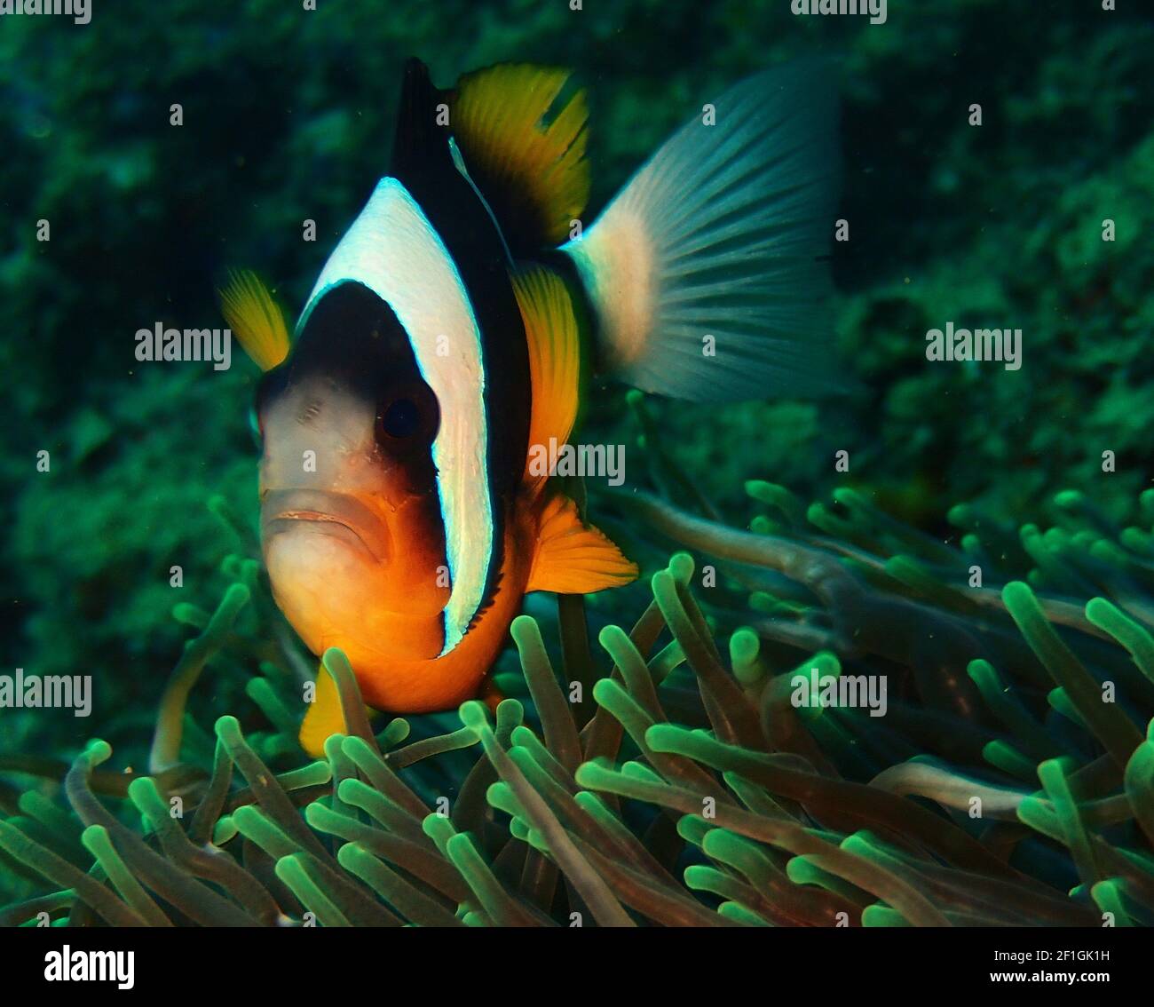 Leuchtend orange gestreifte Anemone Fisch umkreist ihr Patch Stockfoto