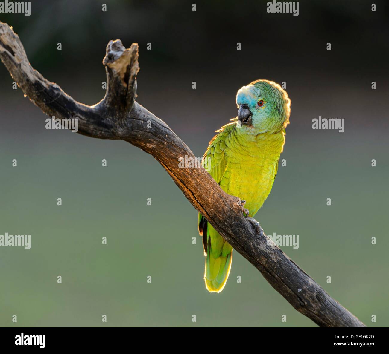 Blaustirne Papagei (Amazona aestiva) auf einem Zweig, glühend mit der späten Tagessonne thront Stockfoto