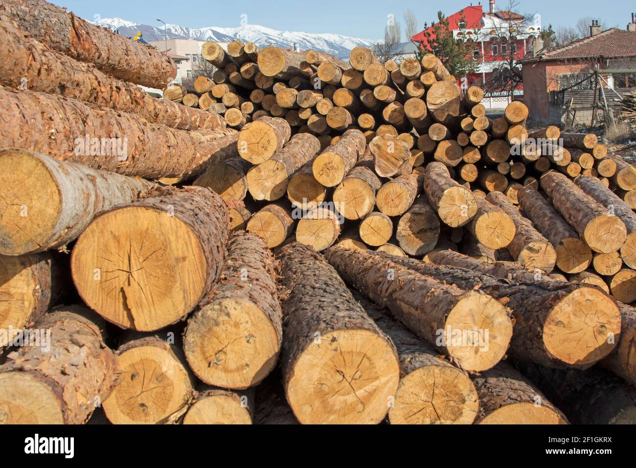 Baumstämme Kiefer Pile, die Holzfällerholz Wald Holzindustrie. Banner der Holzstämme Holzernte im Wald. Kiefernholz Nahaufnahme. Stockfoto