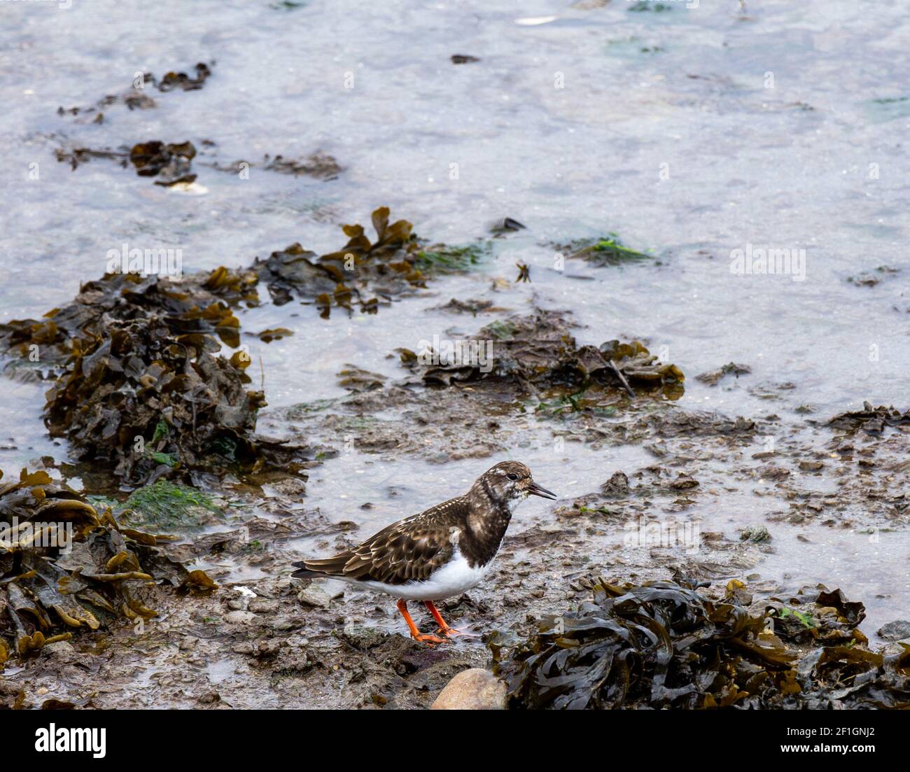 Turnstone Arenaria interpres in adulten Gefieder auf der Nahrungssuche am Vorland Stockfoto