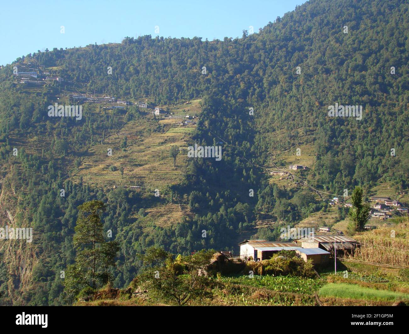 Bergzucht in den Ausläufern des Annapurna-Massivs, Nepal Stockfoto