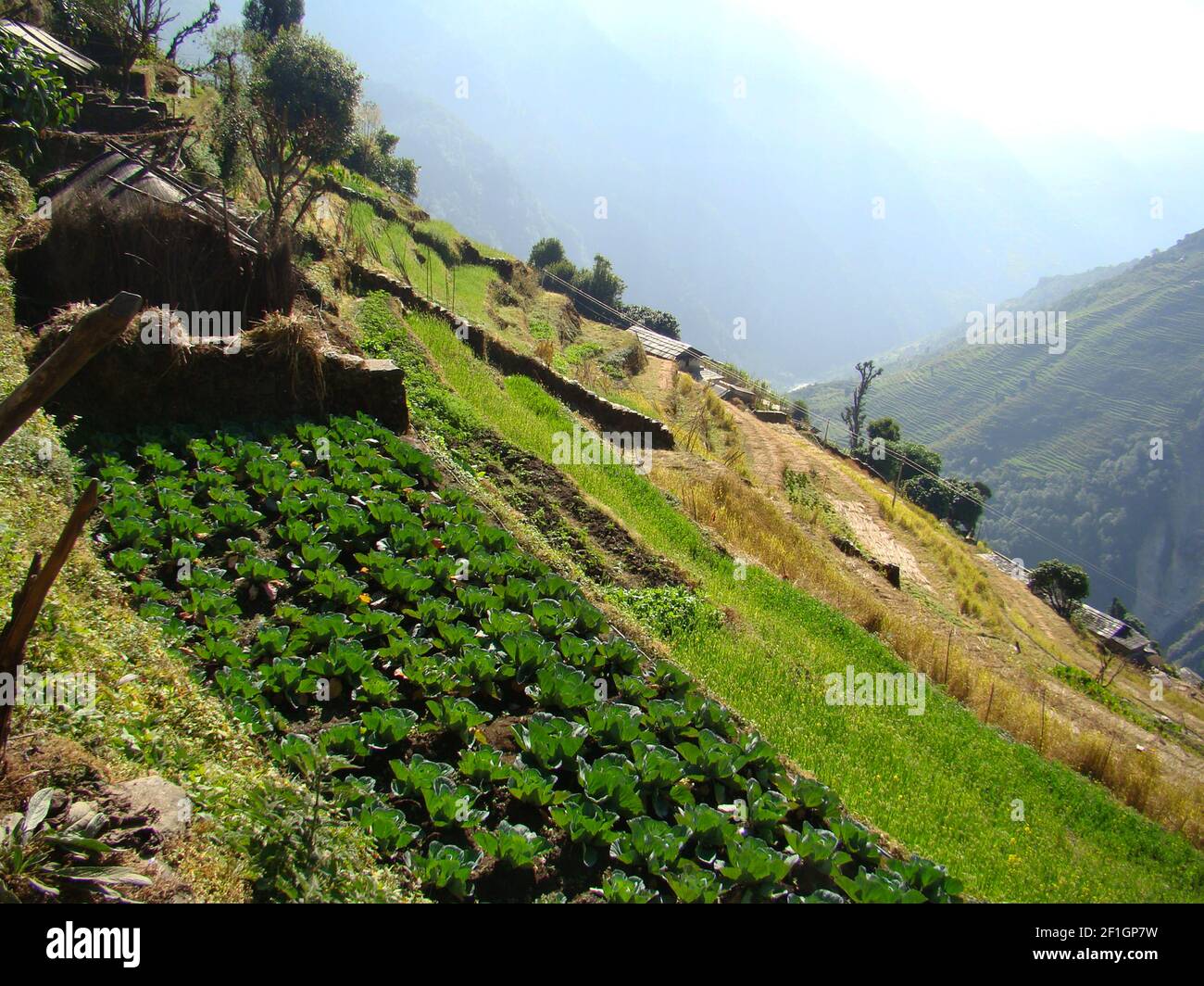 Bergzucht in den Ausläufern des Annapurna-Massivs, Nepal Stockfoto