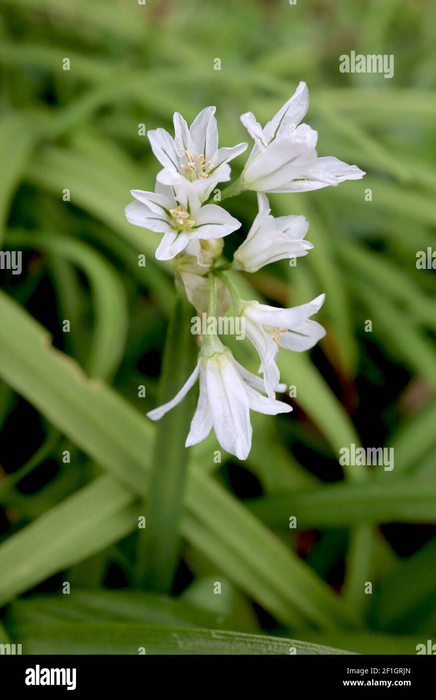 Allium triquetrum dreieckiger Lauch – weiße glockenförmige Blüten mit grünen Linien und Zwiebelgeruch, März, Januar, England, Stockfoto