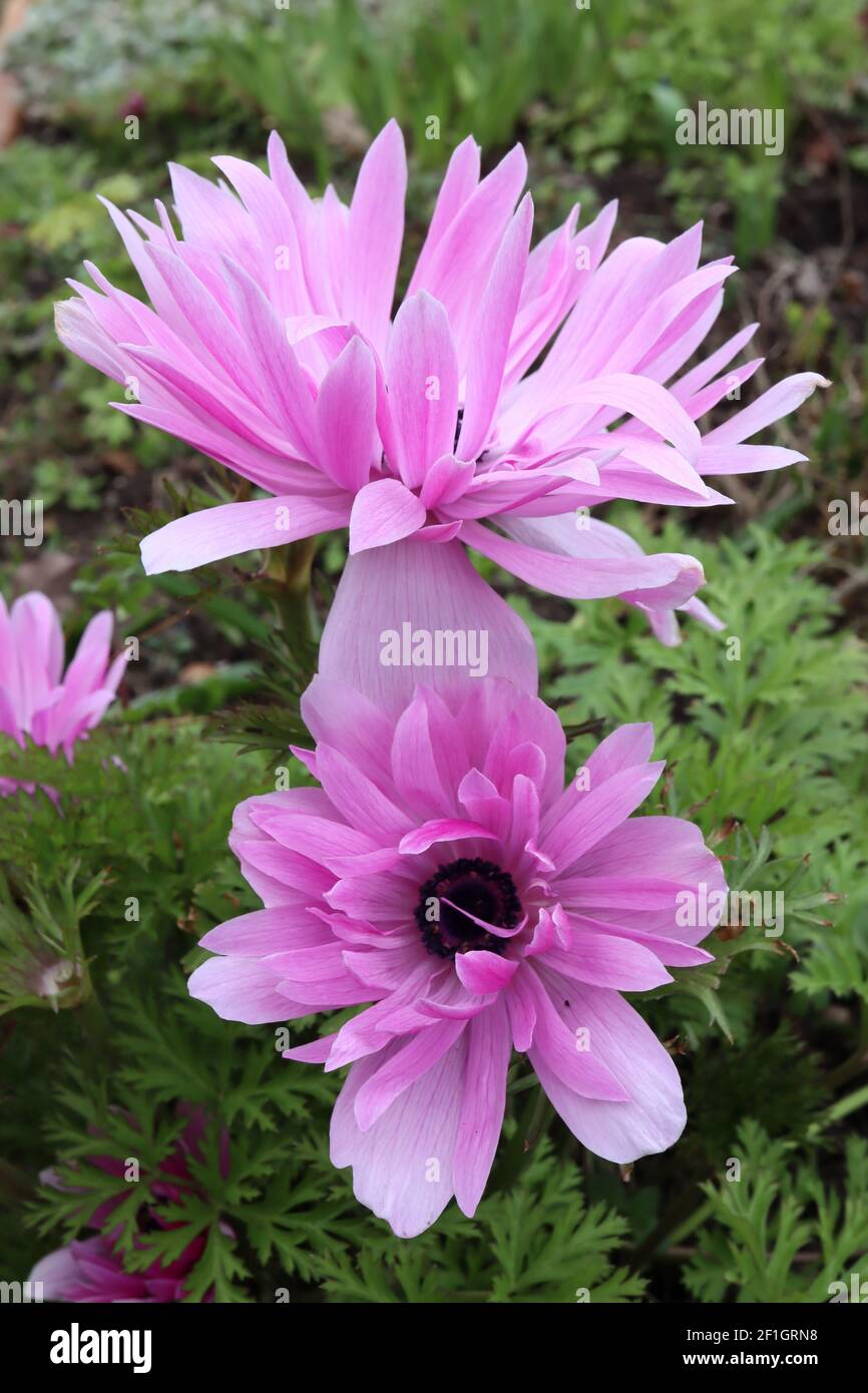 Anemone coronaria (Saint Bridgid Group) ‘der Admiral’ Poppy Anemone der Admiral – mehrschichtige violett-rosa Blüten, März, England, Großbritannien Stockfoto