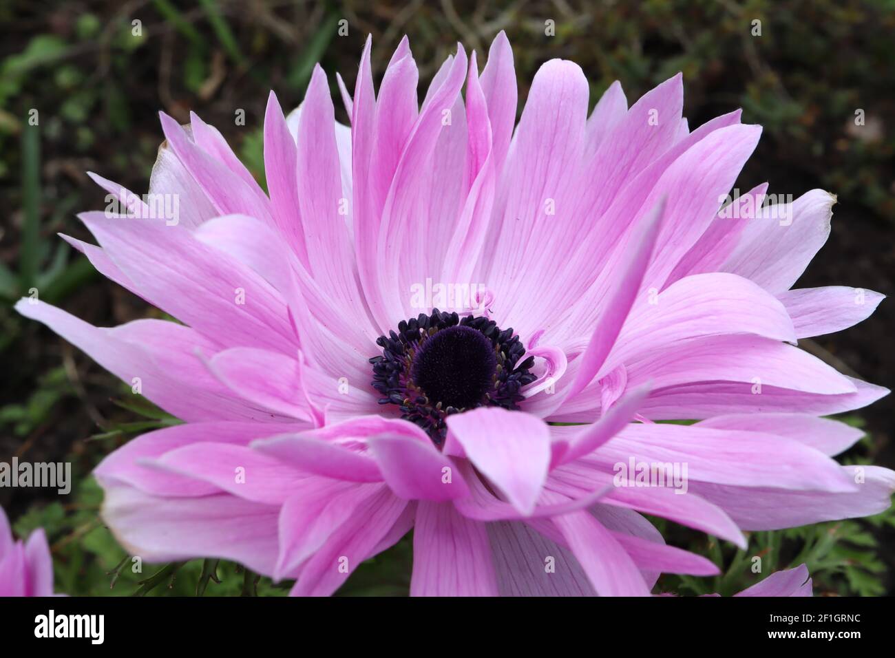 Anemone coronaria (Saint Bridgid Group) ‘der Admiral’ Poppy Anemone der Admiral – mehrschichtige violett-rosa Blüten, März, England, Großbritannien Stockfoto