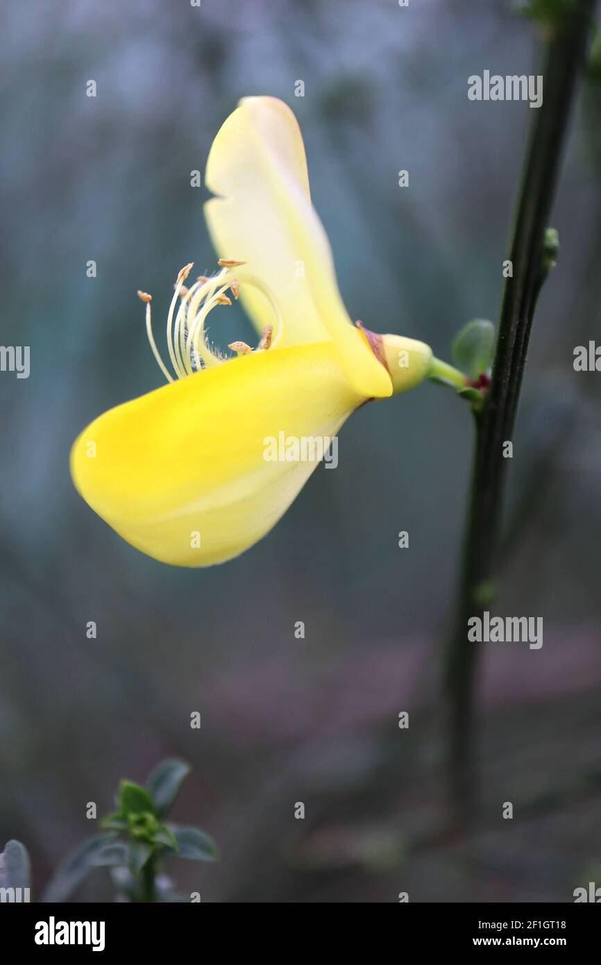 Cytisus Cytisus scoparius Gemeiner Besen – gelbe erbsenartige Blüten auf hohen grünen Stielen, März, England, Großbritannien Stockfoto