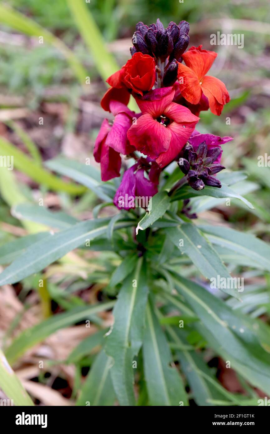Erysimum cheiri ‘Winter Orchid’ Wallflower Winter Orchid – Cluster aus violetten, roten und orangen Blüten, März, England, Großbritannien Stockfoto