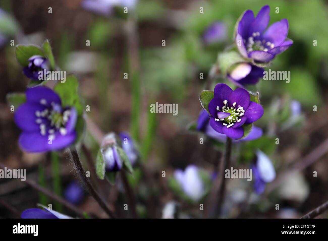 Hepatica nobilis ‘Forest Purple’ Liverwort Forest Purple – tiefviolette Blüten mit vielen cremefarbenen Staubblättern, März, England, Großbritannien Stockfoto