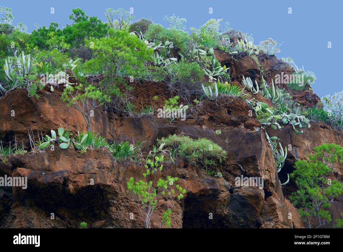 Grüne Vegetation auf einem rot-braunen vulkanischen Berg Stockfoto