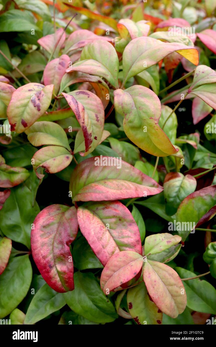 Nandina domestica ‘Fire Power’ Heiliger Bambus - rote Blätter mit roten Beeren, März, England, Großbritannien Stockfoto