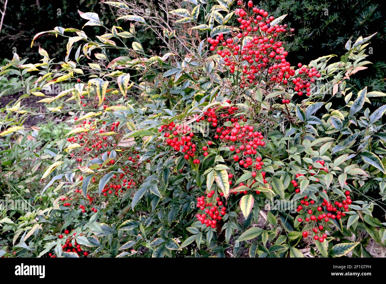 Nandina domestica ‘Fire Power’ Heiliger Bambus - rote Blätter mit roten Beeren, März, England, Großbritannien Stockfoto