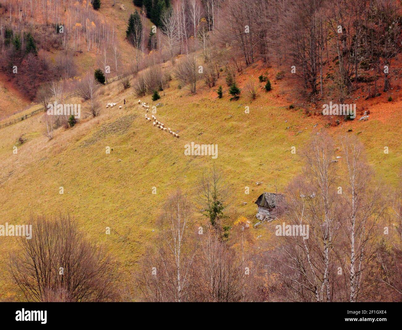 Ein hoher Winkel Blick auf die Bäume mit bunten Blättern im Wald an einem Herbsttag in der Nähe von Fundata, Rumänien Stockfoto