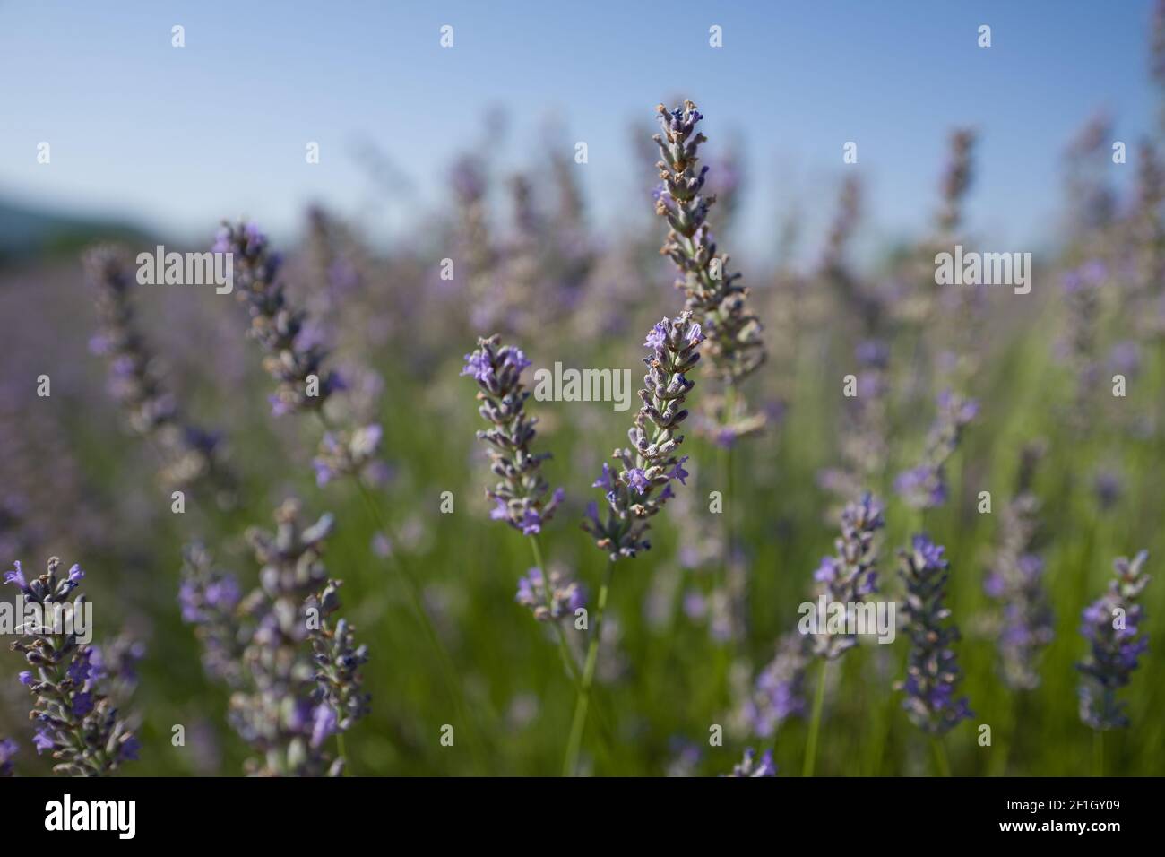 Farm und Reihen von duftenden Blumen in den Lavendelfeldern Der französischen Provence bei Valensole - Reisen Sie durch Frankreich - Cote d'Azur - Provence Stockfoto