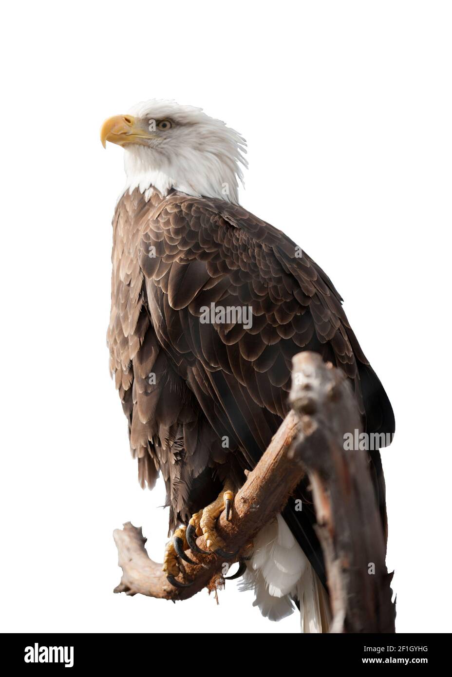 Ausschnitt eines amerikanischen Weißkopfadlers Stockfoto
