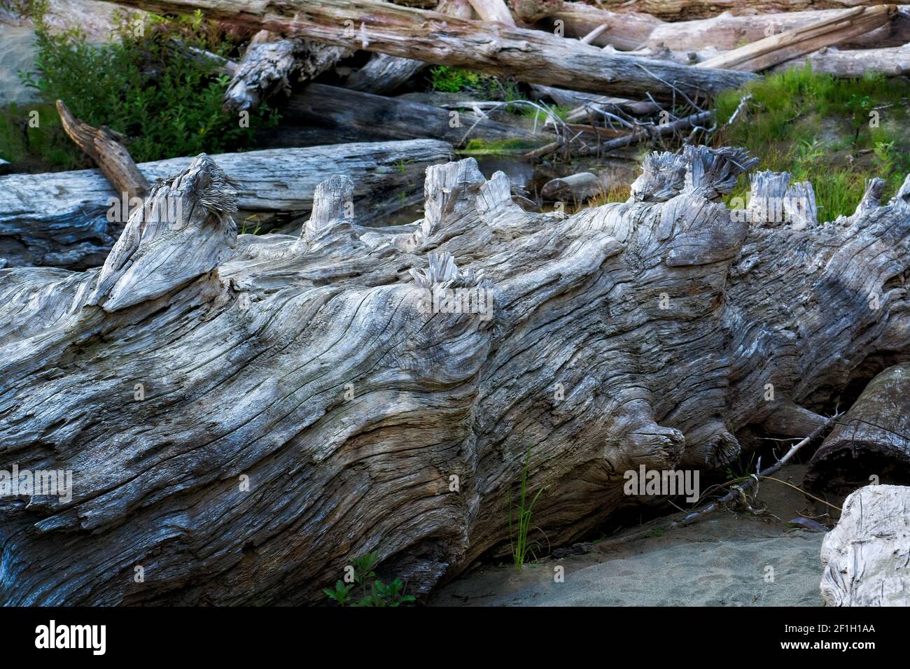 Old man Willow Down - EIN großer alter toter Baum in der Nähe des Strandes im Hobuck Resort. Stockfoto