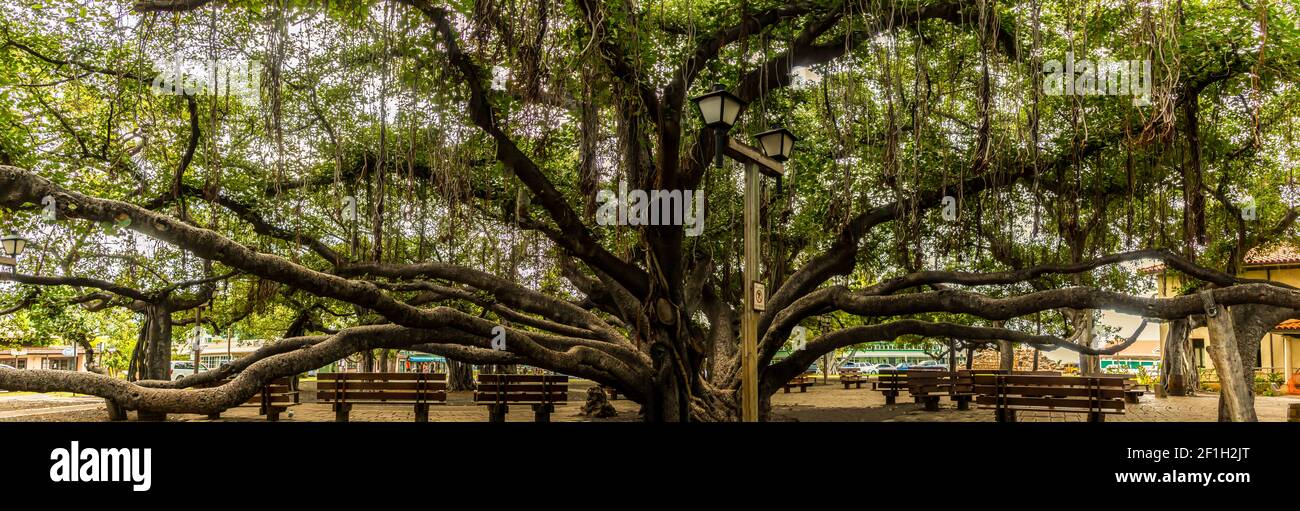 Der Banyan Tree auf dem Courthouse Square ist der größte Baum der Vereinigten Staaten, Lahaina, Maui, Hawaii, USA Stockfoto