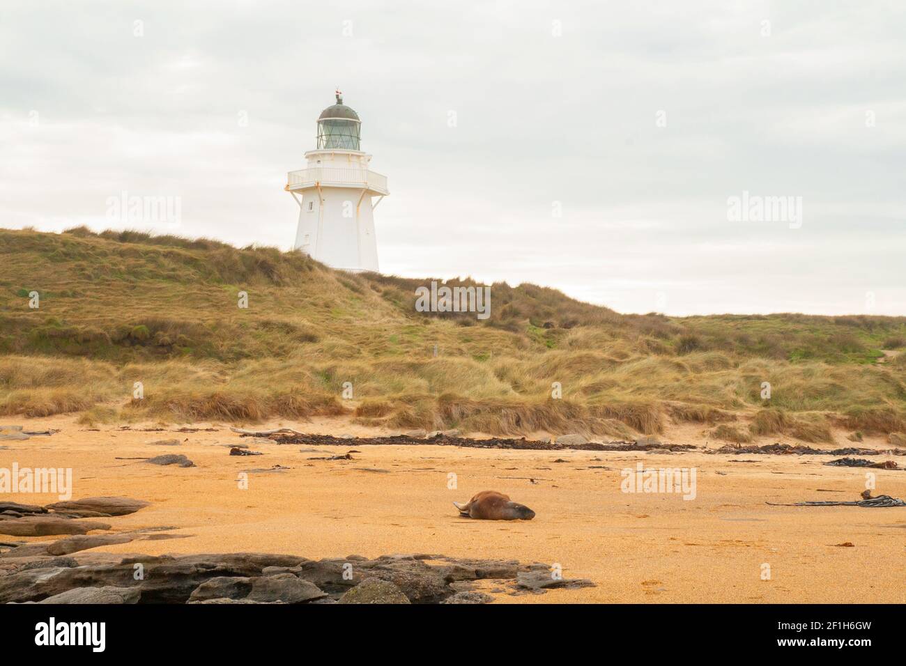 Sea Lions am Waipapa Point Lighthouse, Wildtiere am Südpazifik-Strand, die Catlins, Southland, Neuseeland Stockfoto