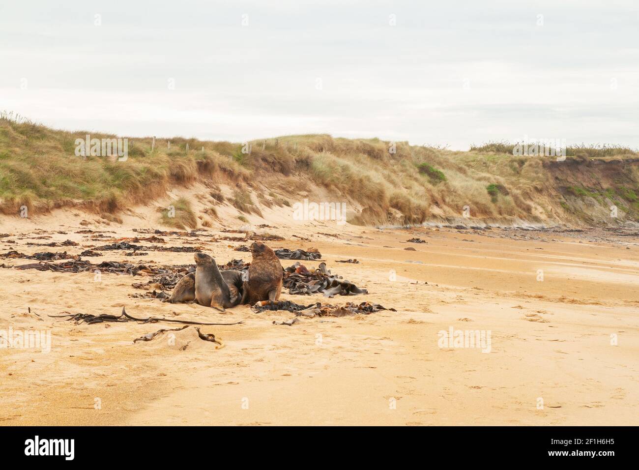 Sea Lions am Waipapa Point Lighthouse Beach, Wildtiere am South Pacific Ocean Beach, die Catlins, Southland, Neuseeland Stockfoto