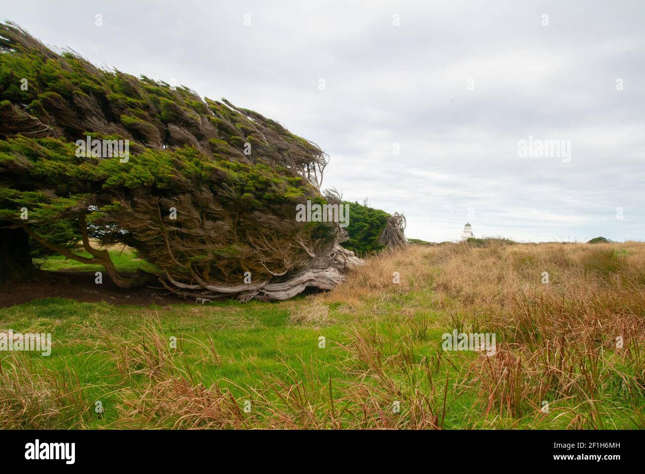 Windgeformte Bäume und wilde Landschaft in der Nähe des Waipapa Point Lighthouse, der Catlins, Southland, Neuseeland Stockfoto