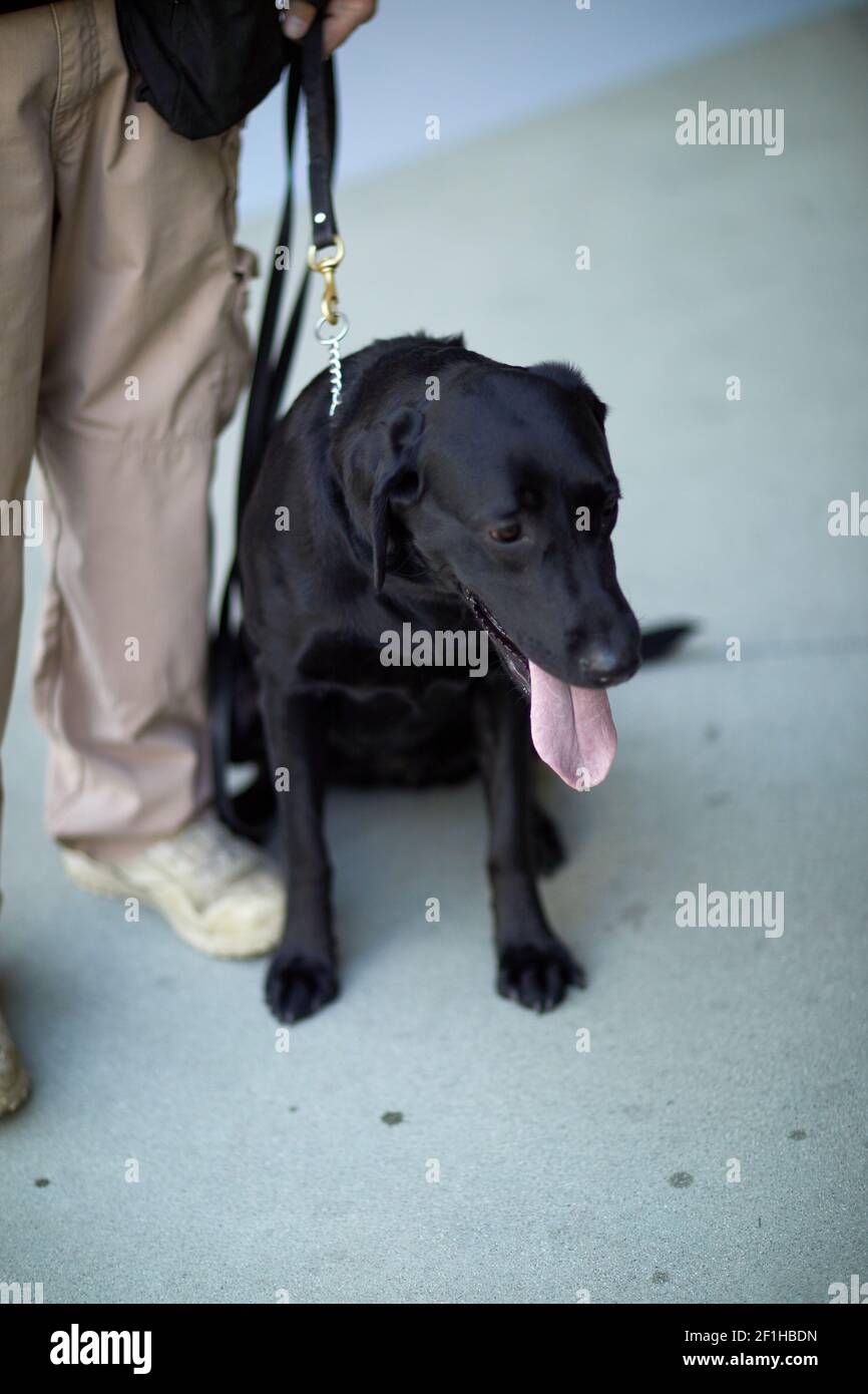 Schwarzer Labrador Hund sitzt auf Musical Instrument Convention Stockfoto