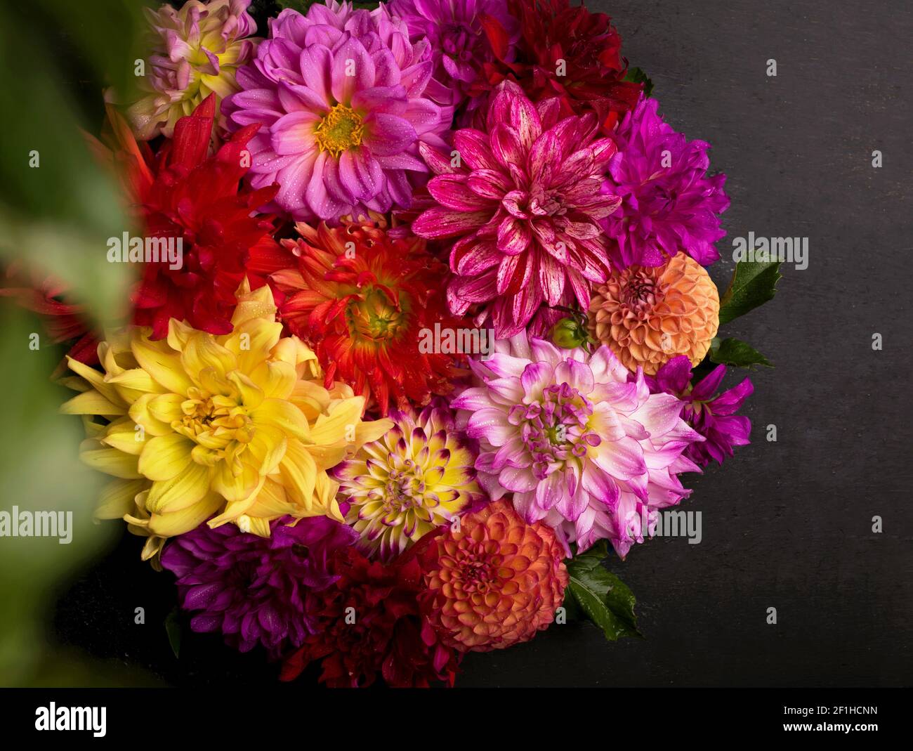 Rot, weiß, gelb Dahlia august bunten Hintergrund. Blick auf mehrfarbige Dahlia-Blumen. Schöne Dahlia Blumen auf grünem Hintergrund. Sommerblumen Stockfoto