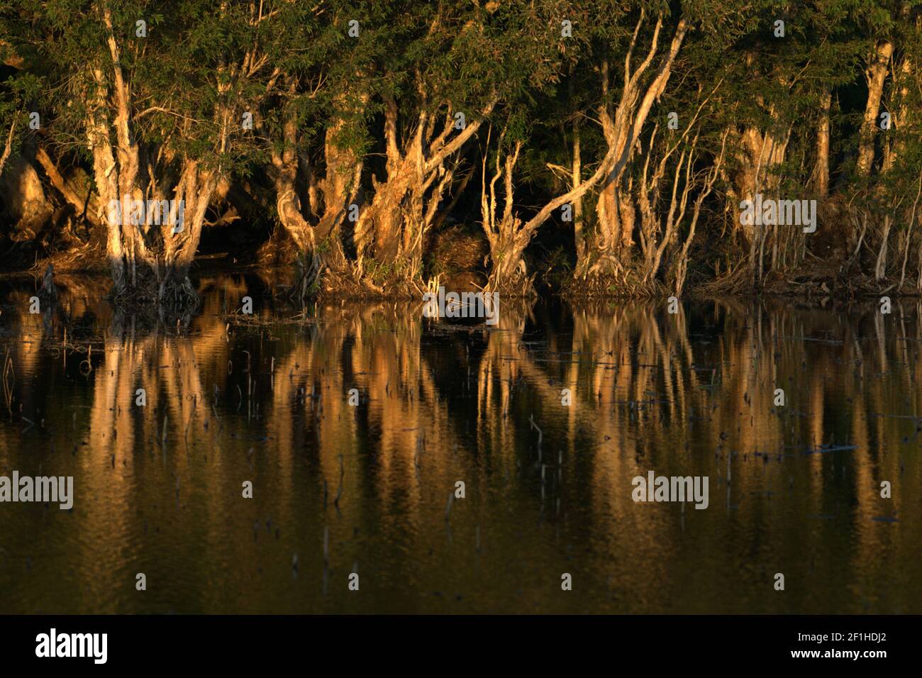 Eukalyptusbäume (Melaleuca cajuputi) auf Süsswasser sumpfigen See. Stockfoto