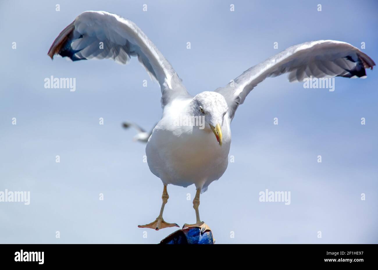 Seagull Flügel aus Stockfoto