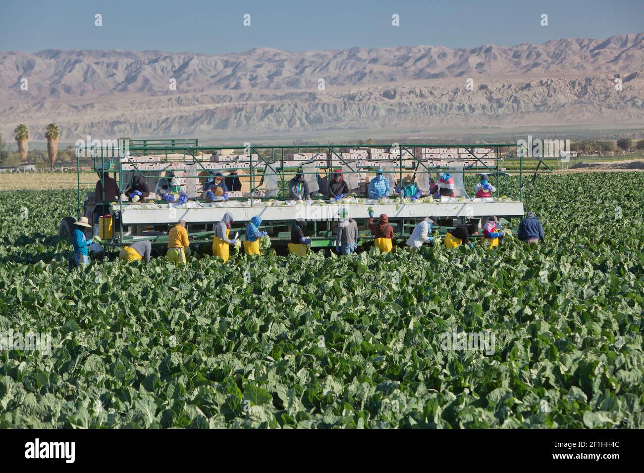 Feldarbeiter Ernte - Verpackung Bio-Blumenkohl 'Brassica oleraceae var. botrytis', Coachella Valley, Kalifornien. Stockfoto