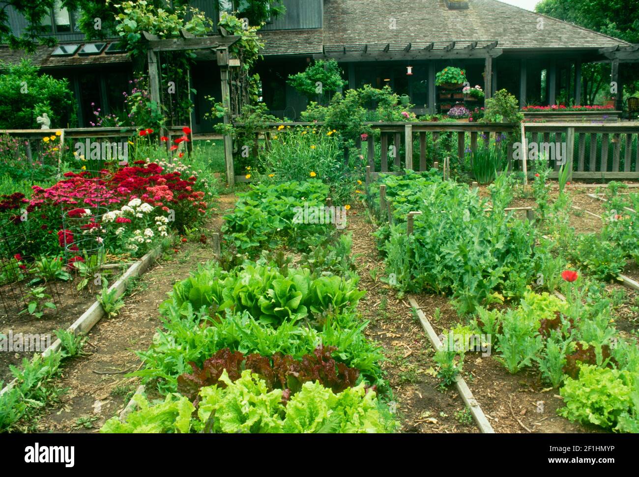 Hinterhof eingezäunt in Gemüse-und Blumengarten in erhöhten Betten und Reihen mit einer Laube Eingang vom Haus gepflanzt, Columbia Missouri, USA Stockfoto