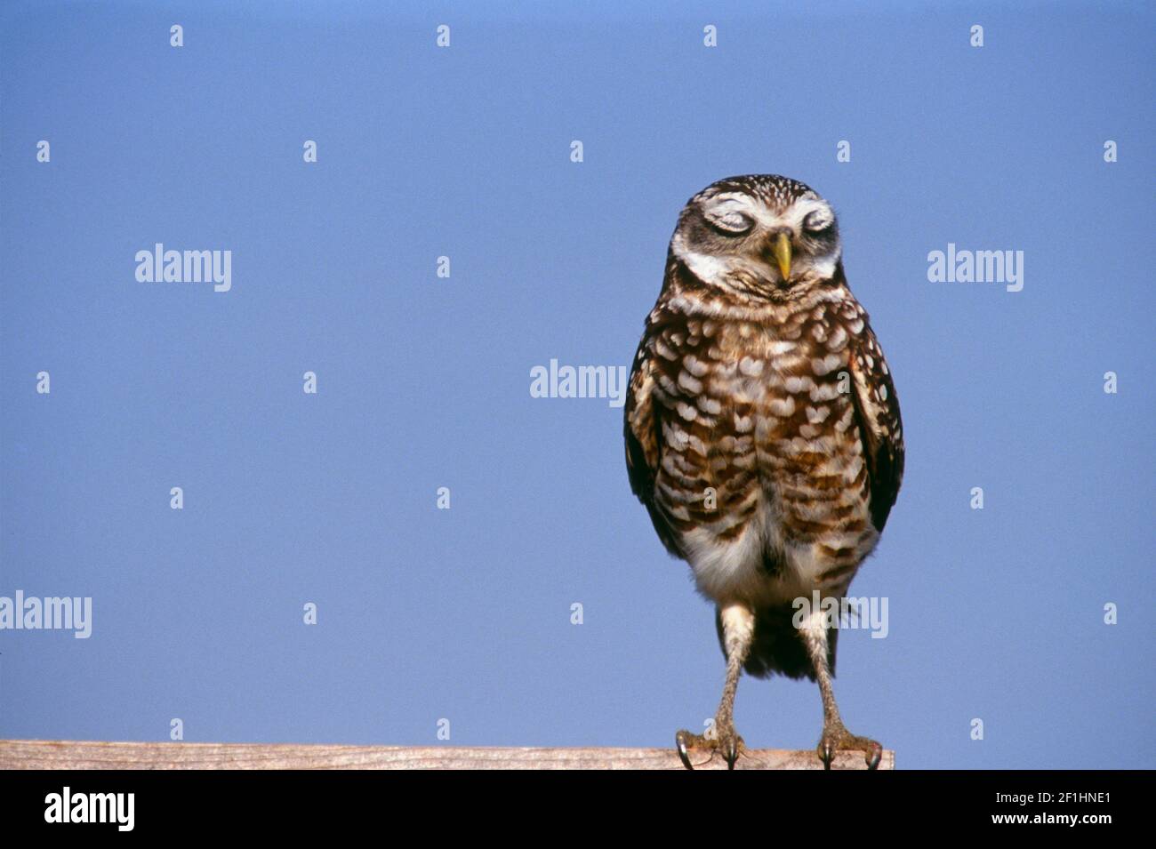 Meditieren oder verstecken? Eingrabende Eule, Athene cunicularia, stehend mit geschlossenen Augen, Florida, USA Stockfoto