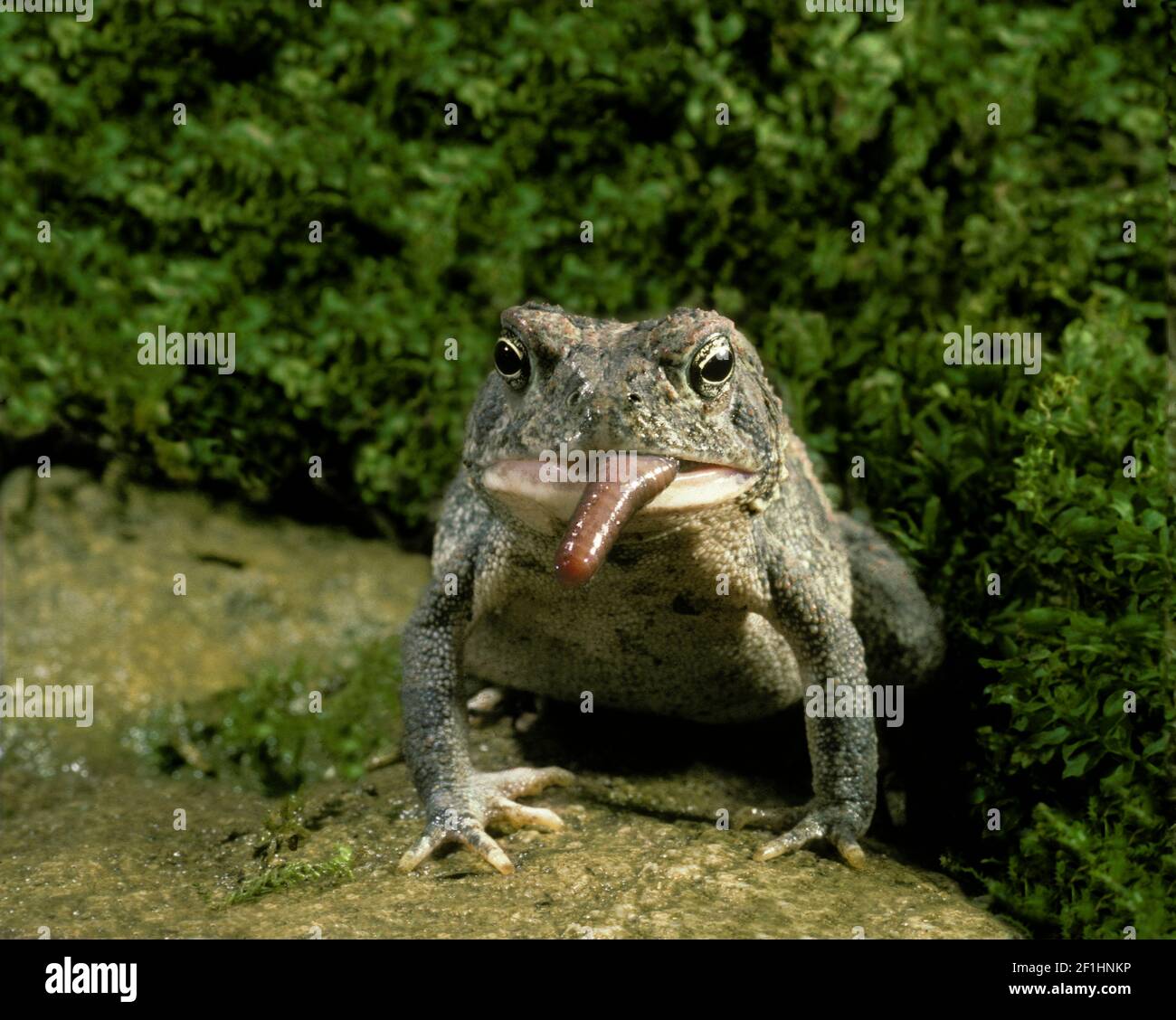 Fowlers Kröte, Bufo Americanus mit nur einer Spitze Regenwurm links in seinen Mund zu bekommen Stockfoto
