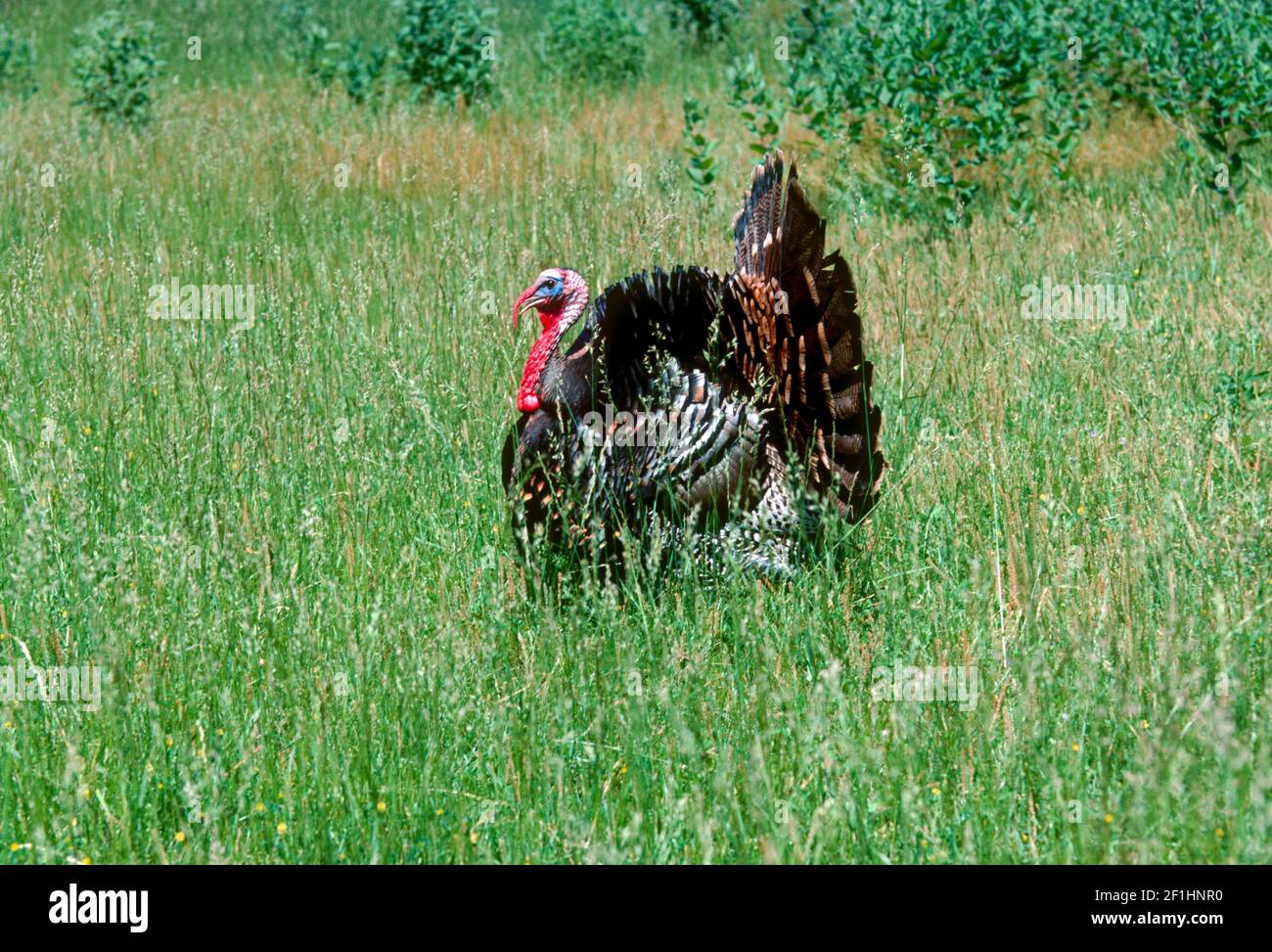 putenmännchen, Meleagris gallopavo, im Feld mit vollen Paarungsfarben und Display Stockfoto