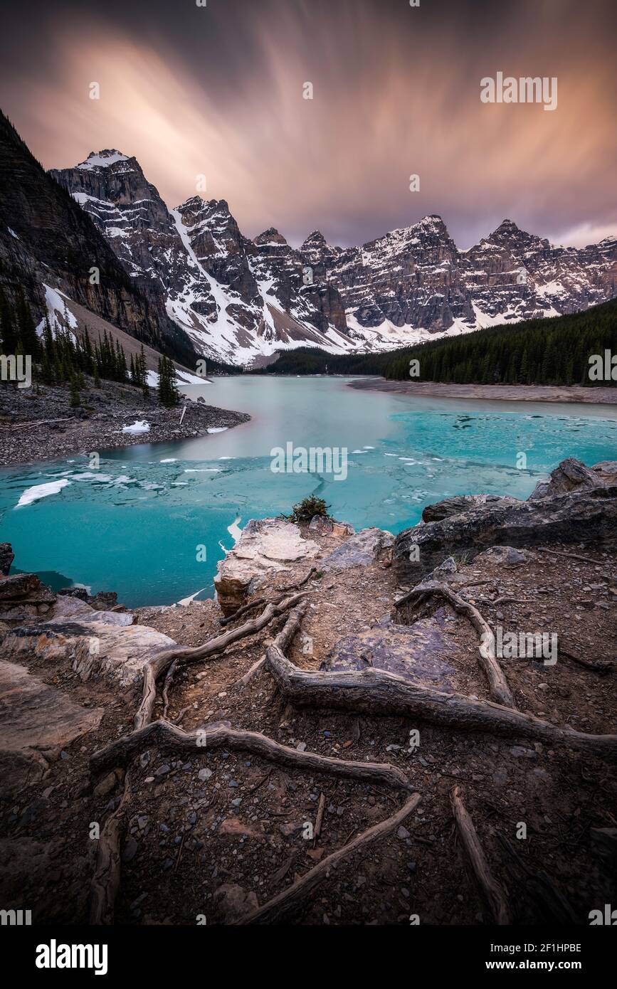 Die Wurzeln wachsen auf dem Felshaufen, der Moraine Lake überblickt, an einem launischen frühen Junimorgen. Stockfoto