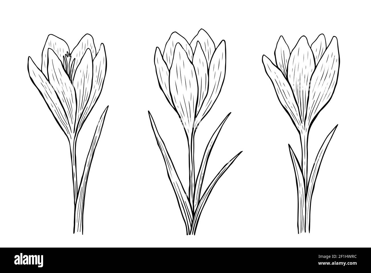 Crocus-Umriss-Set. Vektorgrafik handgezeichnete Illustration im Linienkunststil Stock Vektor