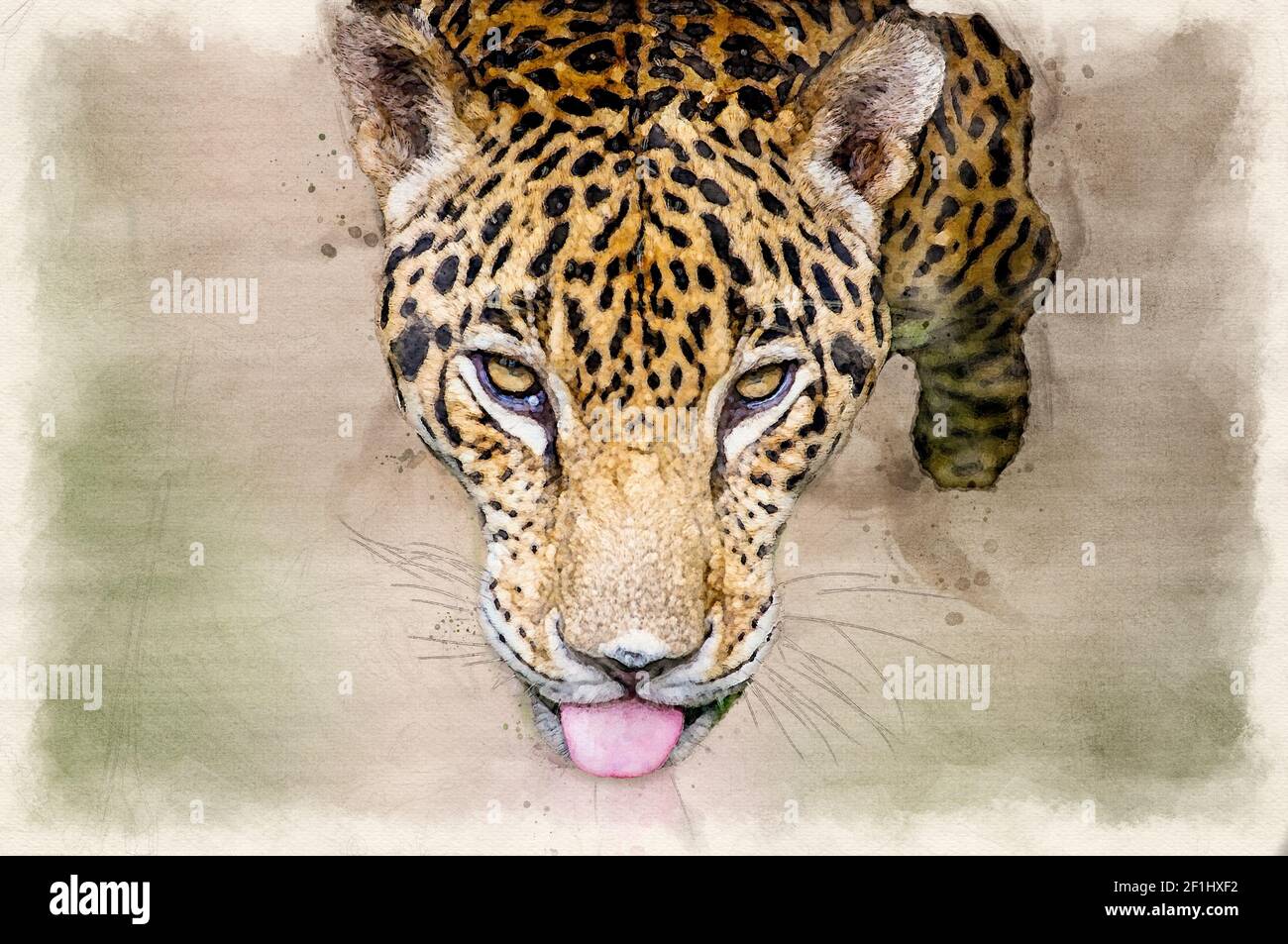 Jaguar Kopf Porträt digitale Aquarell Illustration Stockfoto