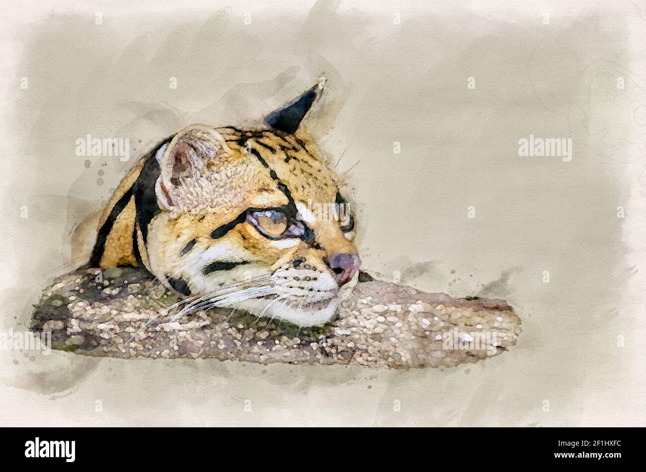 ocelot Kopf Nahaufnahme Porträt digitale Aquarell Illustration Stockfoto