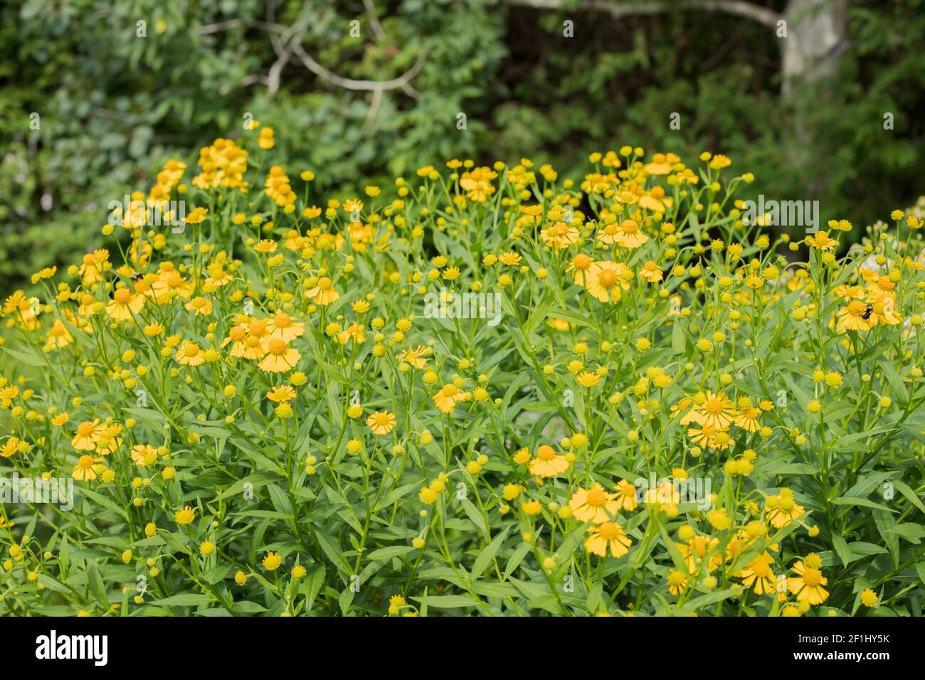 Viele kleine blumen Fotos und Bildmaterial in hoher Auflösung Alamy
