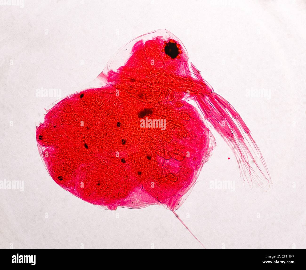 Mikroskopie Bild Daphnia Wasserflea Süßwasser Aquatische Krustentiere Stockfoto