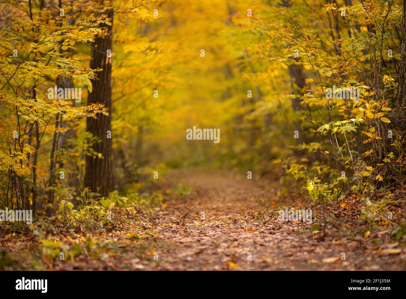 Schöne Herbstlandschaft mit gefallenen trockenen Blättern Stockfoto