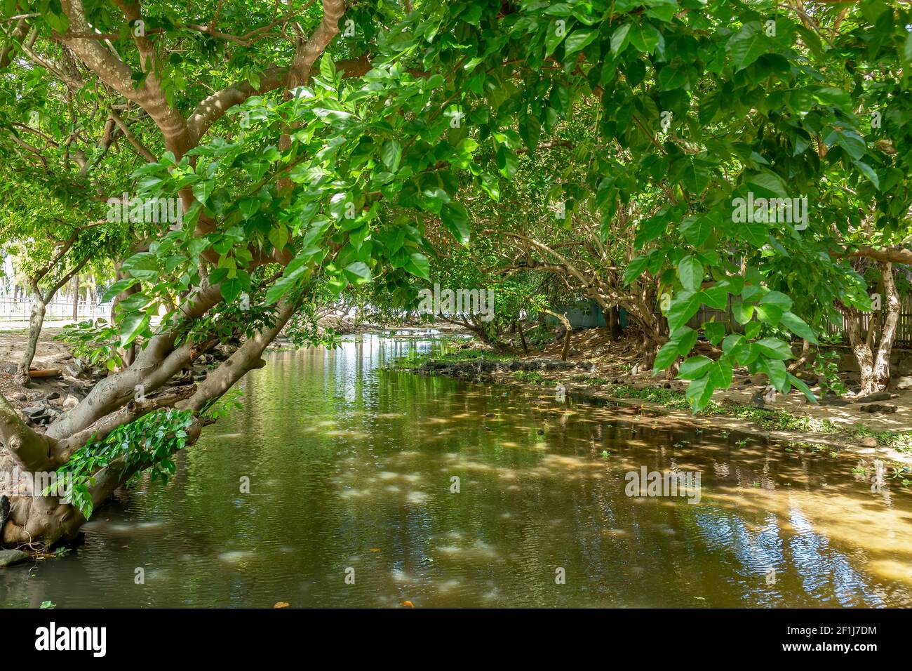 Tropischer Wald Fluss Stockfoto