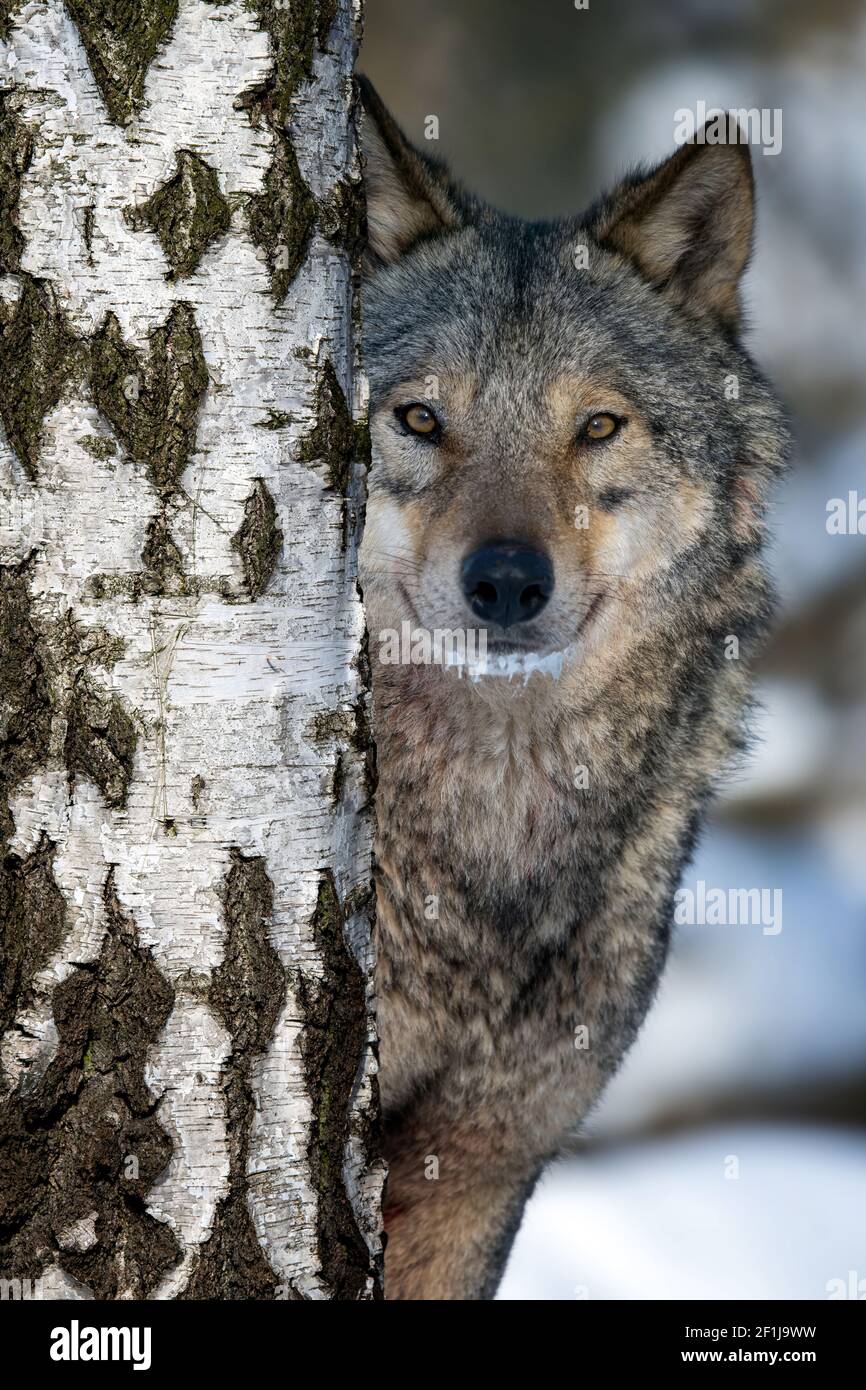 Porträt eines erwachsenen Wolfes, der hinter einer Birke im Winterwald herausguckt. Tier in der Natur Lebensraum Stockfoto
