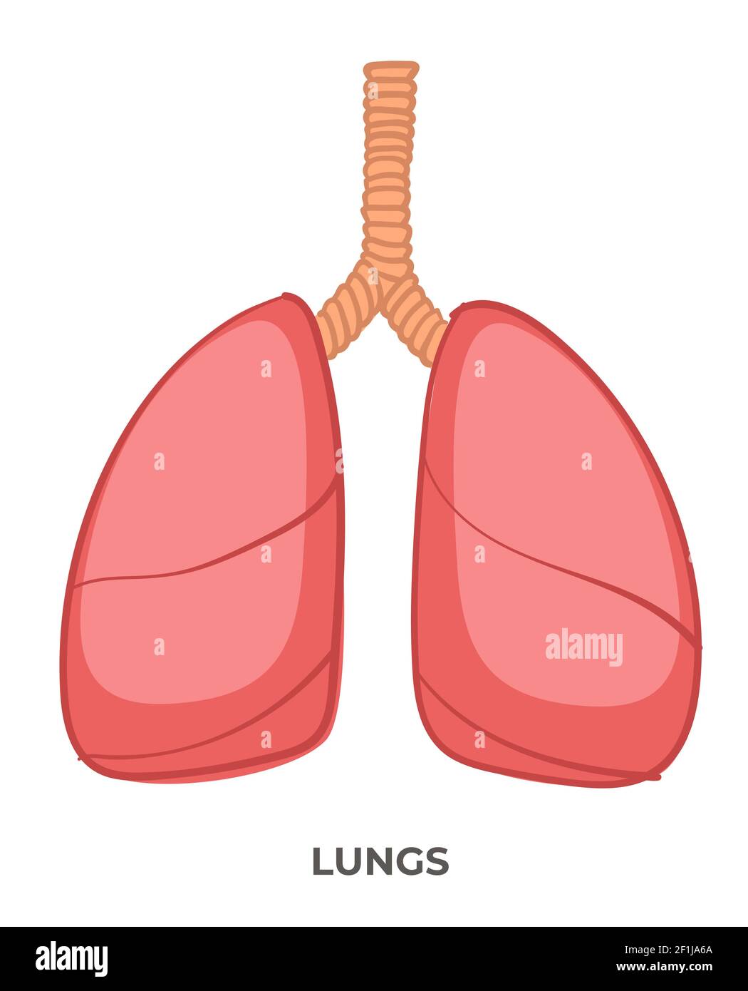 Lunge Organ des menschlichen Körpers, Medizin und Anatomie Stock Vektor