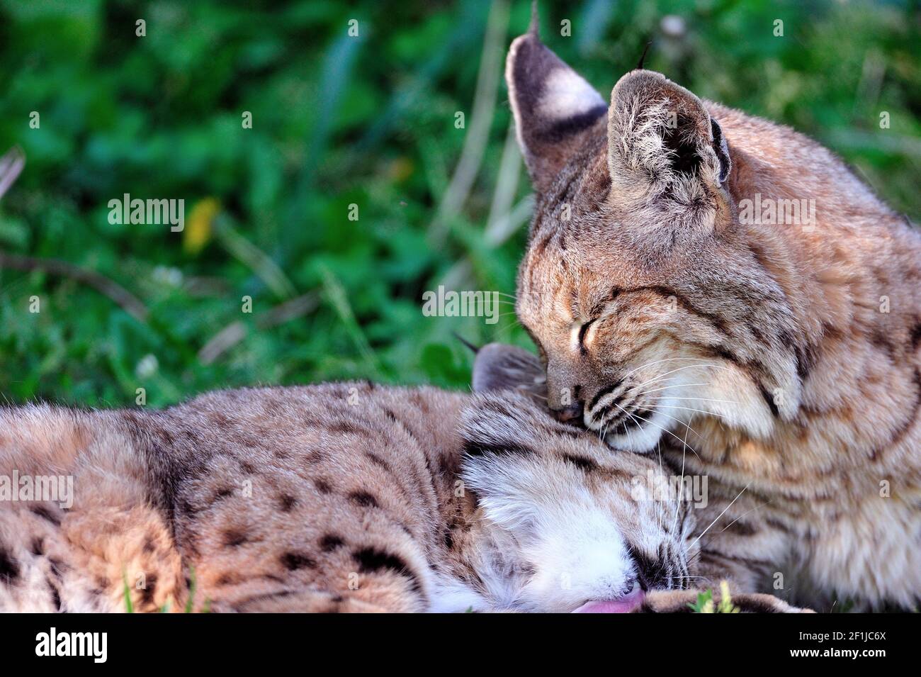 Zwei Bobcats spielen und erzählen im kleinen Cosley Zoo in Wheaton, Illinois. Stockfoto