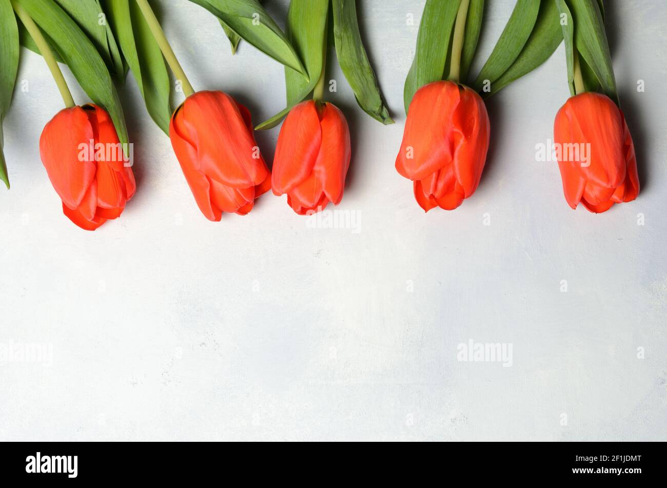 Mehrere Tulpen auf einem texturierten abstrakten Leinwand Hintergrund. Selektiver Fokus. Stockfoto