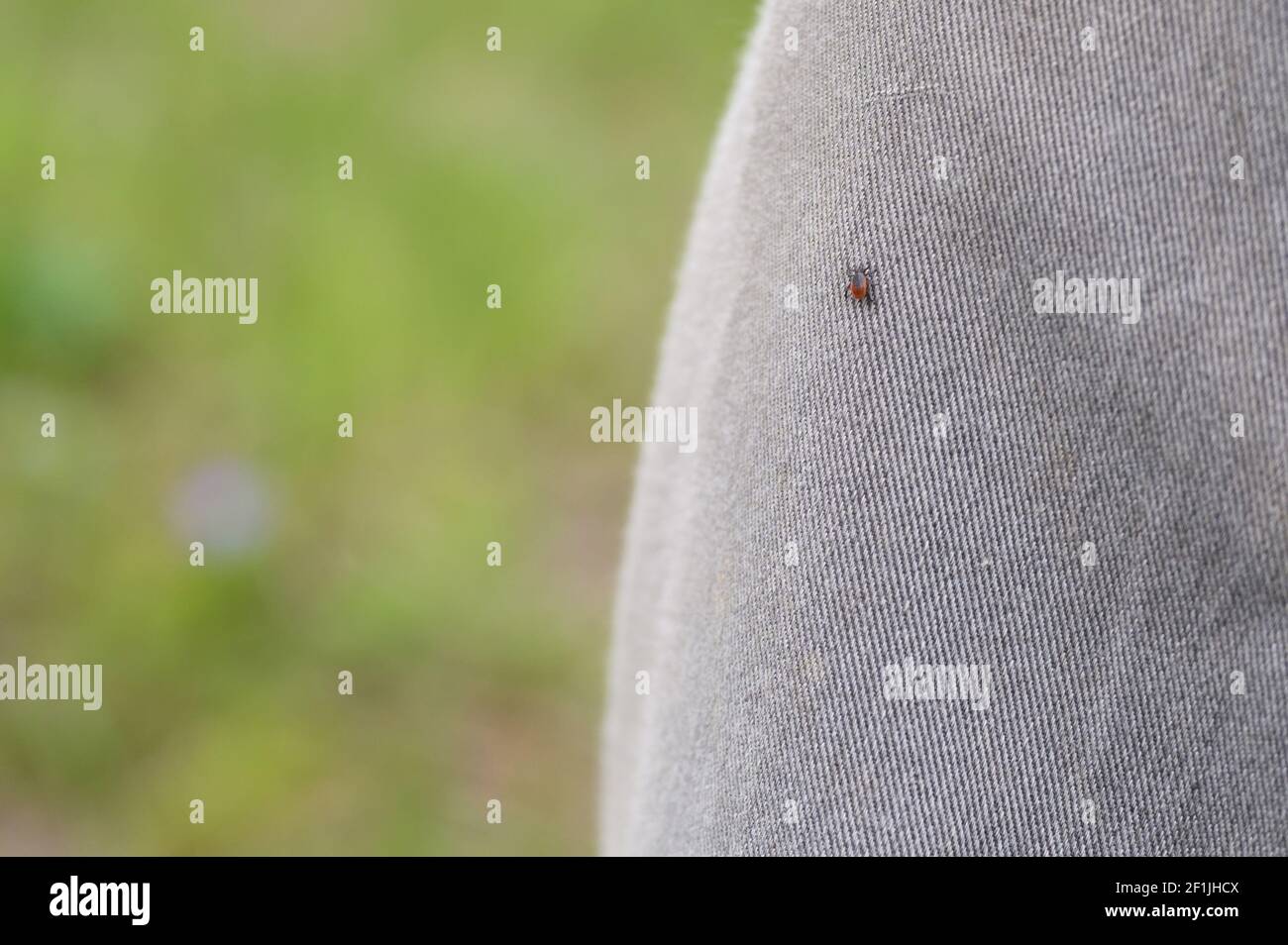 Die Taiga tick (lateinisch: ixodes persulcatus) ist ein blutsaugender Parasit der ixodes Familie, ein Vektor der lyme-Borreliose und Zecken-Borne Enzephalitis. t Stockfoto