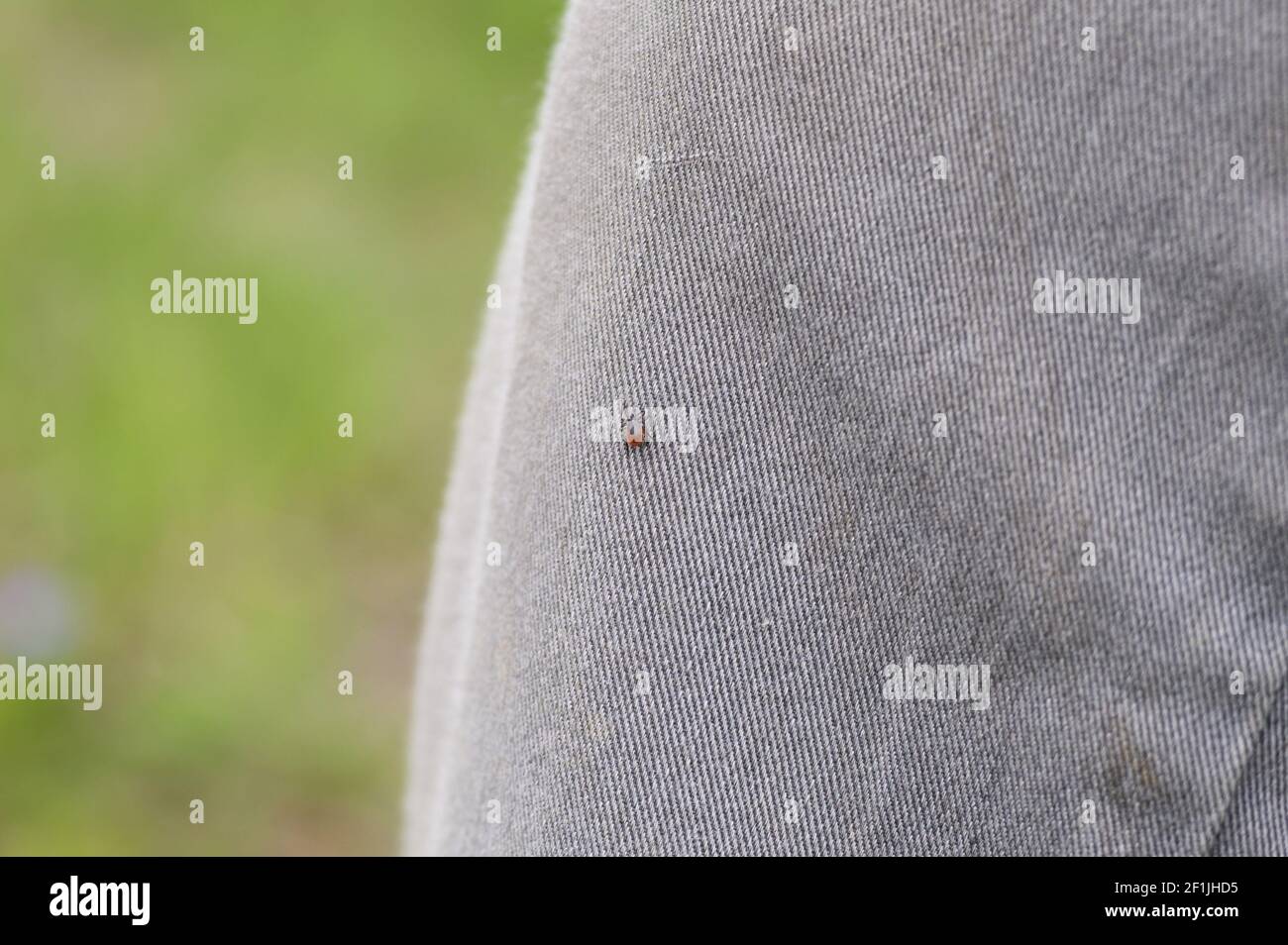 Die Taiga tick (lateinisch: ixodes persulcatus) ist ein blutsaugender Parasit der ixodes Familie, ein Vektor der lyme-Borreliose und Zecken-Borne Enzephalitis. t Stockfoto